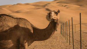 Desert and Camel in UAE