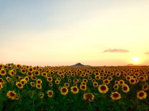 Sunflower Farm in Aegean region